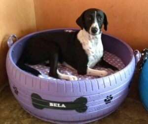 tire-dog-bed