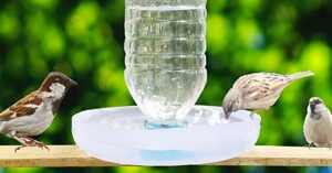 bird feeder water bottle use