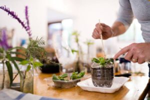 plastic bottle plant idea