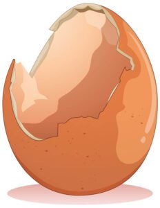 Eggshells-image